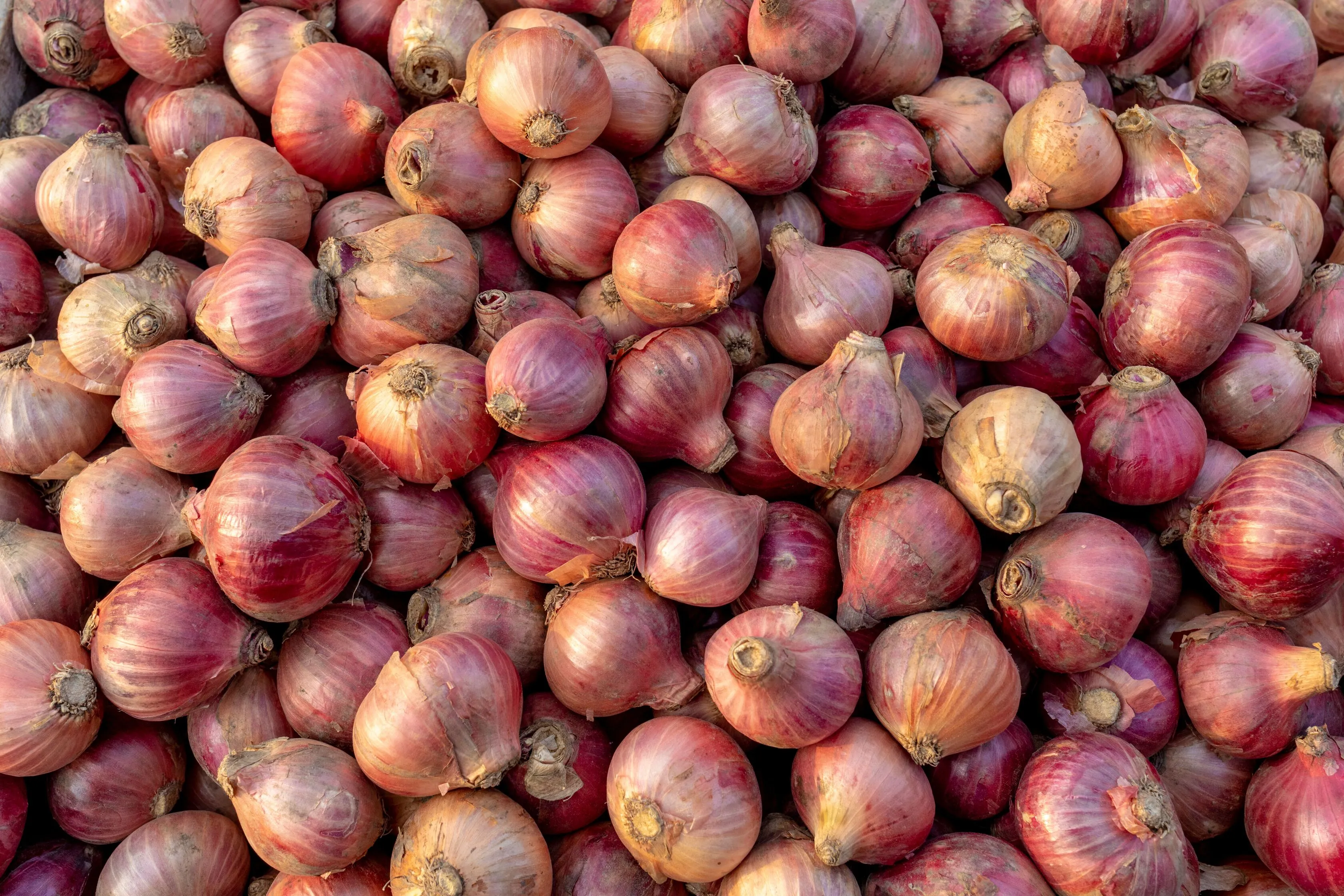onion collection image